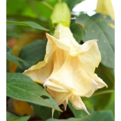 nasiona Bieluń o kwiatach pełnych swikx151