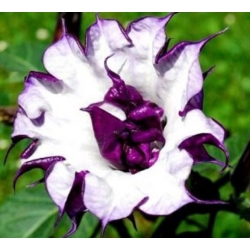 nasiona Bieluń o kwiatach pełnych swikx151