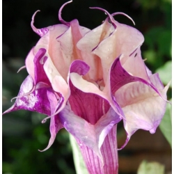 nasiona Bieluń o kwiatach pełnych swikx151