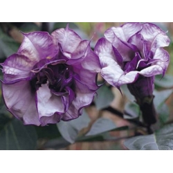 nasiona Bieluń o kwiatach pełnych swikx151