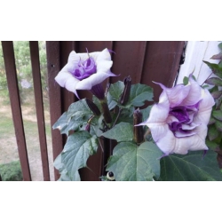 nasiona Bieluń o kwiatach pełnych swikx151