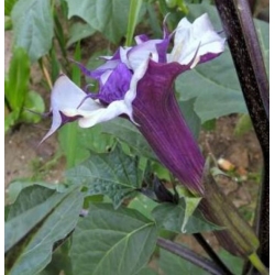 nasiona Bieluń o kwiatach pełnych swikx151