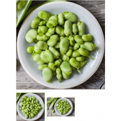 asiona na kiełki Bób wyka bio swikx89