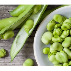 asiona na kiełki Bób wyka bio swikx89