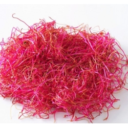 nasiona na kiełki Burak ćwikłowy swikx91