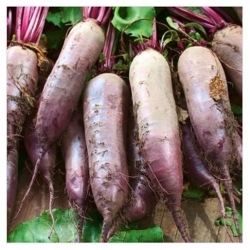 nasiona Burak ćwikłowy Cylindra ekologiczny swikx96