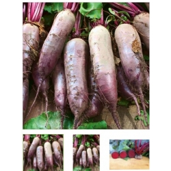 nasiona Burak ćwikłowy Cylindra ekologiczny swikx96