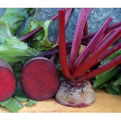 nasiona Burak ćwikłowy Cylindra ekologiczny swikx96