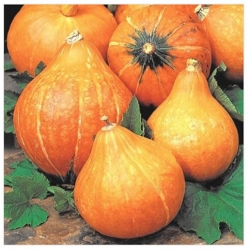 nasiona Dynia olbrzymia Uchiki Kuri bio swikx97