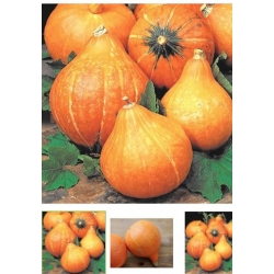 nasiona Dynia olbrzymia Uchiki Kuri bio swikx97