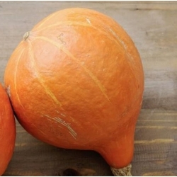 nasiona Dynia olbrzymia Uchiki Kuri bio swikx97