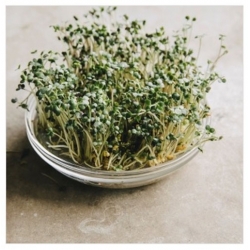 nasiona na kiełki Gorczyca bio swikx92