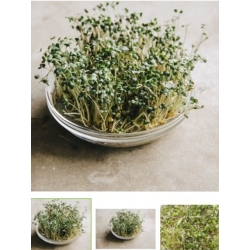 nasiona na kiełki Gorczyca bio swikx92