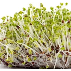 nasiona na kiełki Gorczyca bio swikx92
