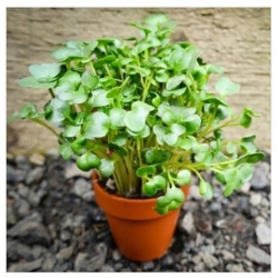 nasiona na kiełki Gorczyca sarepska swikx99