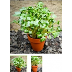 nasiona na kiełki Gorczyca sarepska swikx99