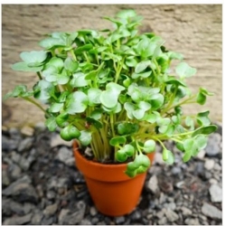 nasiona na kiełki Gorczyca sarepska swikx99