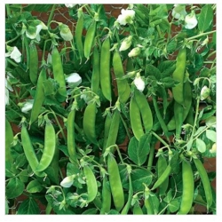 nasiona na kiełki Groch Norli bio swikx85