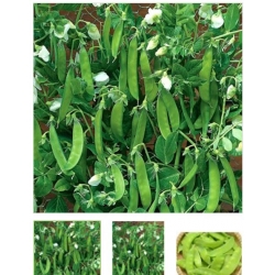 nasiona na kiełki Groch Norli bio swikx85