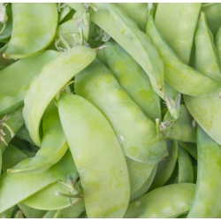 nasiona na kiełki Groch Norli bio swikx85