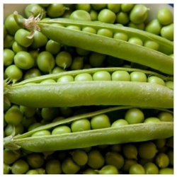 nasiona na kiełki Groch łuskowy Progress bio swikx86