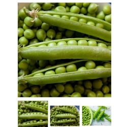 nasiona na kiełki Groch łuskowy Progress bio swikx86