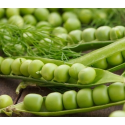 nasiona na kiełki Groch łuskowy Progress bio swikx86