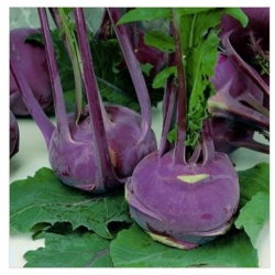 nasiona Kalarepa delikates blauer Bio swikx104