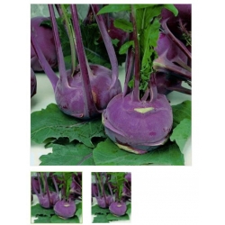 nasiona Kalarepa delikates blauer Bio swikx104