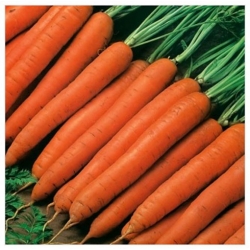 nasiona marchew Nantaise Bio swikx102