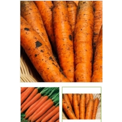nasiona marchew Nantaise Bio swikx102
