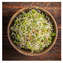 nasiona na kiełki Mieszanka pikantna bio swikx93