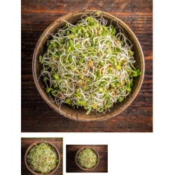 nasiona na kiełki Mieszanka pikantna bio swikx93