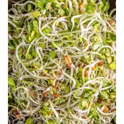 nasiona na kiełki Mieszanka pikantna bio swikx93