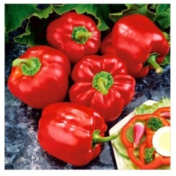 nasiona Papryka pieprzowiec Bio swikx107