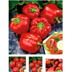 nasiona Papryka pieprzowiec Bio swikx107