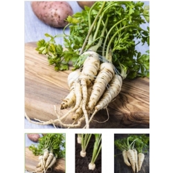 nasiona pietruszka korzeniowa Halblange ekolog swikx100