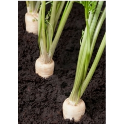 nasiona pietruszka korzeniowa Halblange ekolog swikx100