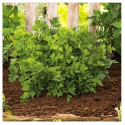 nasiona Pietruszka naciowa Gigante ekologiczna swikx94