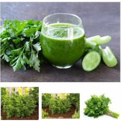 nasiona Pietruszka naciowa Gigante ekologiczna swikx94