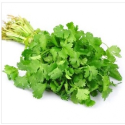 nasiona Pietruszka naciowa Gigante ekologiczna swikx94