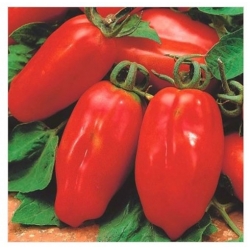 nasiona Pomidor szklarniowy Marzano ekologiczny swikx95