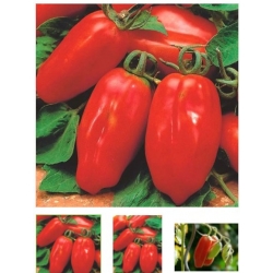 nasiona Pomidor szklarniowy Marzano ekologiczny swikx95