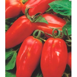 nasiona Pomidor szklarniowy Marzano ekologiczny swikx95