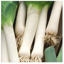 nasiona por De Carentan bio swikx103