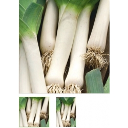 nasiona por De Carentan bio swikx103