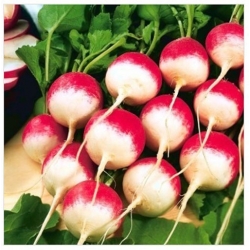 nasiona na kiełki Rzodkiewka National bio swikx84