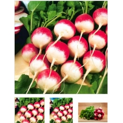 nasiona na kiełki Rzodkiewka National bio swikx84