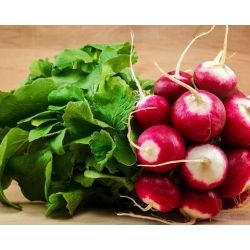 nasiona na kiełki Rzodkiewka National bio swikx84
