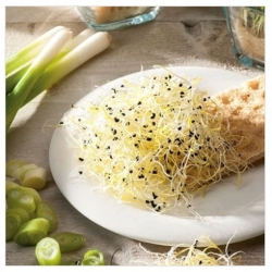 nasiona na kiełki Szczypiorek czosnkowy swikx105